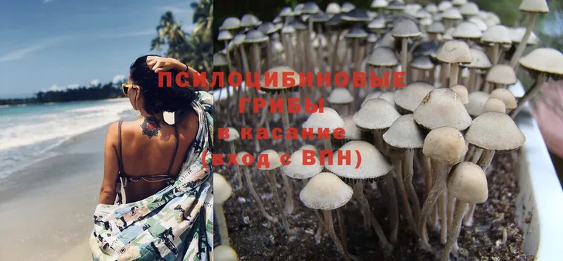 Галлюциногенные грибы Psilocybe  Белокуриха 